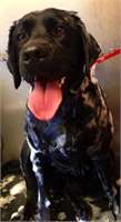 grooming pic 2 - Grace